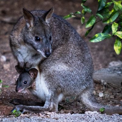 Wallaby and joey